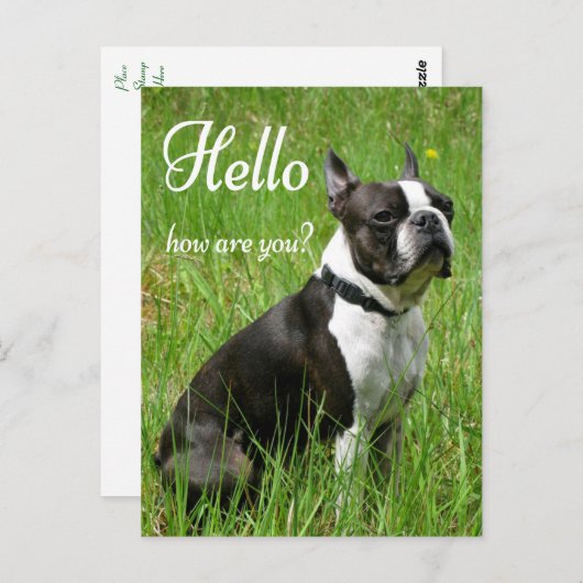 Carte Postale Bonjour Boston Terrier Chien Chien Chien Chien Chi (Devant / Derrière)