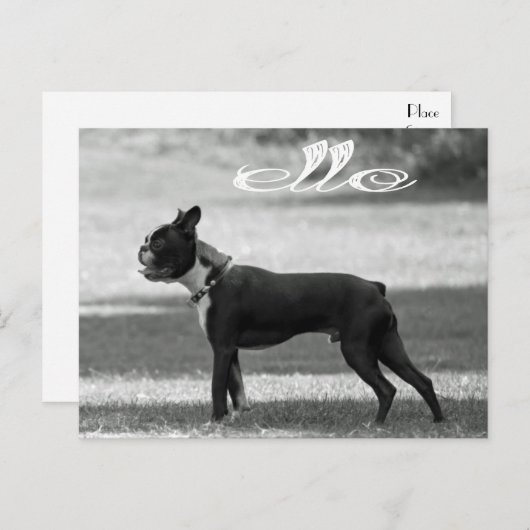 Carte Postale Bonjour Boston Terrier Chien Chien Chien Chien Chi (Devant / Derrière)