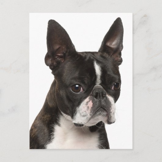 Carte Postale Bonjour Boston Terrier Chien Chien Chien Chien Chi (Devant)