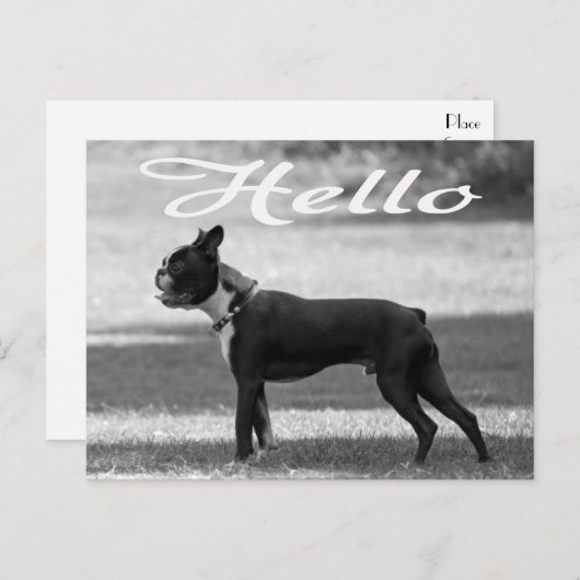 Carte Postale Bonjour Boston Terrier Chien Chien Chien Chien Chi (Devant / Derrière)
