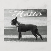 Carte Postale Bonjour Boston Terrier Chien Chien Chien Chien Chi (Devant)