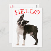 Carte Postale Bonjour Boston Terrier Chien Chien Chien Chien Rou (Devant / Derrière)