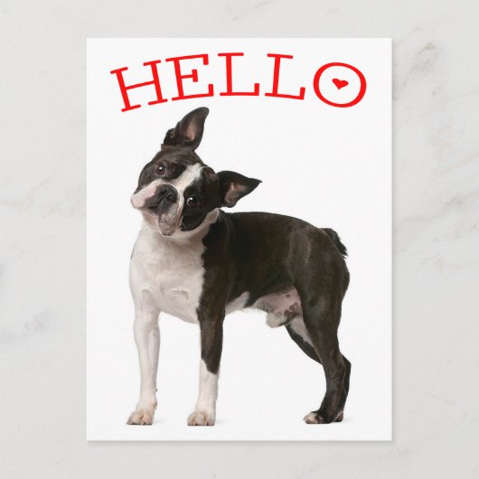 Carte Postale Bonjour Boston Terrier Chien Chien Chien Chien Rou (Devant)