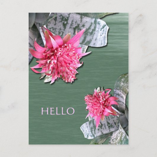 Carte Postale Bonjour Broméliade rose Fleurs (Devant)