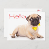 Carte Postale Bonjour Carlin Chien Chien Chien Chien Salutation (Devant / Derrière)