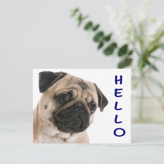 Carte Postale Bonjour Carlin Chien Chien Chien Chien Salutation  (Debout devant)