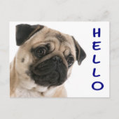 Carte Postale Bonjour Carlin Chien Chien Chien Chien Salutation  (Devant)