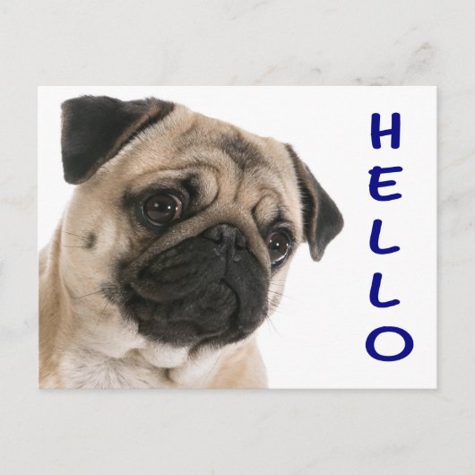 Carte Postale Bonjour Carlin Chien Chien Chien Chien Salutation  (Devant)