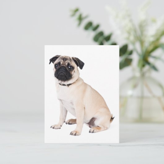 Carte Postale Bonjour Carlin Chien Chien Chien Chien Salutation  (Debout devant)
