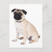 Carte Postale Bonjour Carlin Chien Chien Chien Chien Salutation  (Devant)