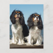 Carte Postale Bonjour Cavalier King Charles Spaniel Chien Chien  (Devant)