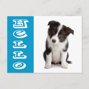 Carte Postale Bonjour chiot Border Collie Bleu