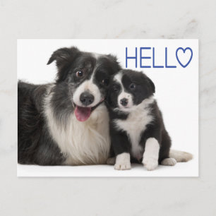 Carte Postale Bonjour chiot Border Collie - Pensées pour toi