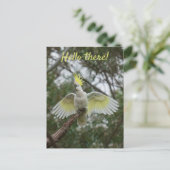 Carte Postale Bonjour ! Cockatoo Parrot Oiseau Open Ailes Person (Debout devant)