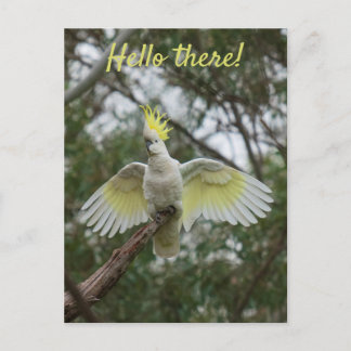 Carte Postale Bonjour ! Cockatoo Parrot Oiseau Open Ailes Person