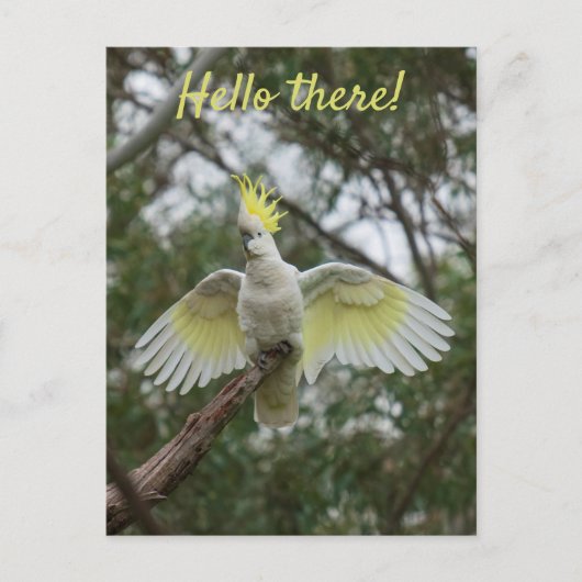 Carte Postale Bonjour ! Cockatoo Parrot Oiseau Open Ailes Person (Devant)