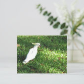 Carte Postale Bonjour Cocky (Debout devant)