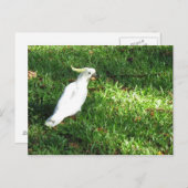 Carte Postale Bonjour Cocky (Devant / Derrière)