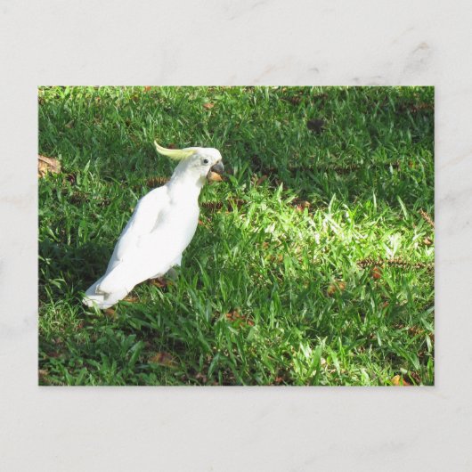 Carte Postale Bonjour Cocky (Devant)