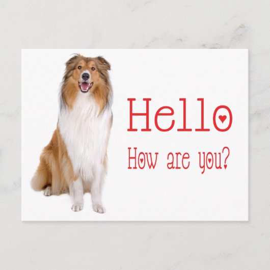 Carte Postale Bonjour Collie Chien Chien Chien Chien Chien Pensa (Devant)