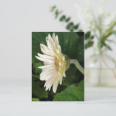 Carte Postale Bonjour Daisy (Debout devant)