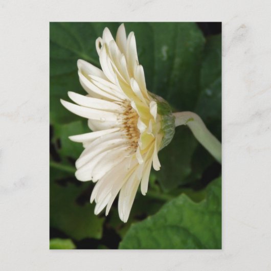 Carte Postale Bonjour Daisy (Devant)