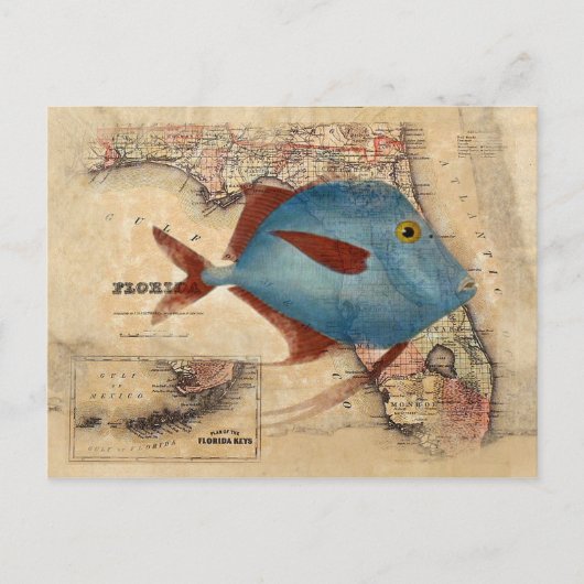 Carte Postale Bonjour de Floride (Devant)