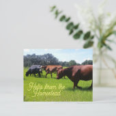 Carte Postale Bonjour de Homestead Cattle Cows Postcard (Debout devant)