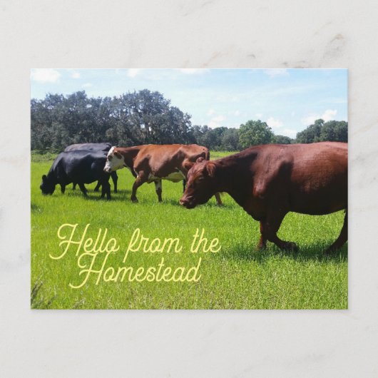 Carte Postale Bonjour de Homestead Cattle Cows Postcard (Devant)