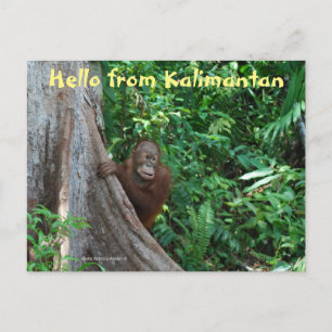 Carte Postale Bonjour de Kalimantan Borneo Indonésie