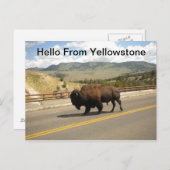 Carte Postale Bonjour De Yellowstone Postcard (Devant / Derrière)