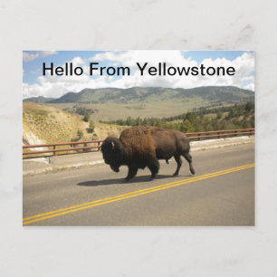 Carte Postale Bonjour De Yellowstone Postcard