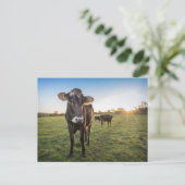 Carte Postale Bonjour, dit la vache (Debout devant)