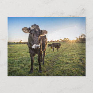 Carte Postale Bonjour, dit la vache