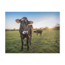 Bonjour, dit la vache