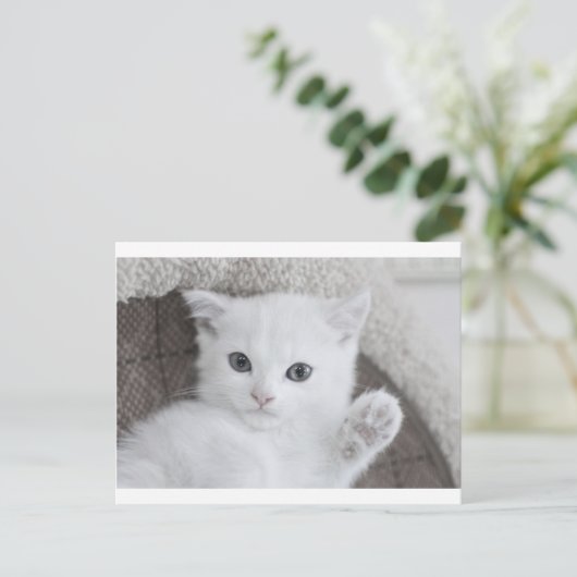 Carte Postale "Bonjour !" dit le doux bébé blanc Kitty (Debout devant)