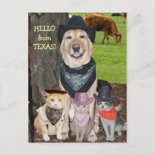Carte Postale Bonjour du Texas !