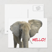 Carte Postale Bonjour Elephant Safari animal (Devant / Derrière)