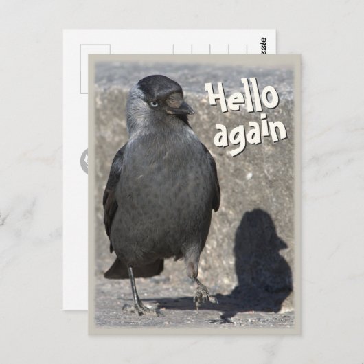 Carte Postale Bonjour encore CC0518 Jackdaw Postcard (Devant / Derrière)