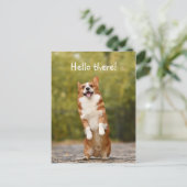 Carte Postale Bonjour ! / Funny Corgi (Debout devant)