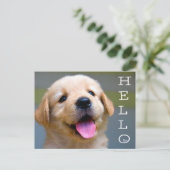 Carte Postale Bonjour Golden Retriever Chien Chien Chien Chien B (Debout devant)