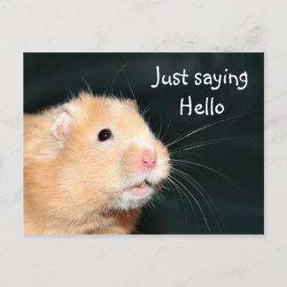 Carte Postale Bonjour hamster