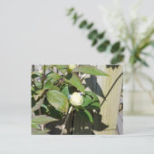 Carte Postale Bonjour Kermie (Debout devant)