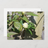 Carte Postale Bonjour Kermie (Devant / Derrière)