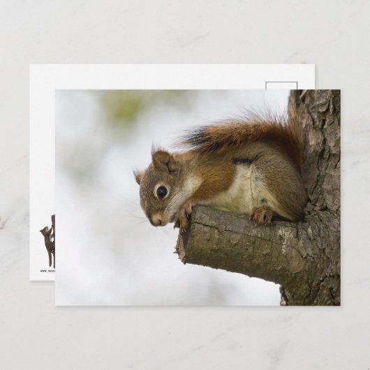 Carte Postale Bonjour Là-Bas (Devant / Derrière)