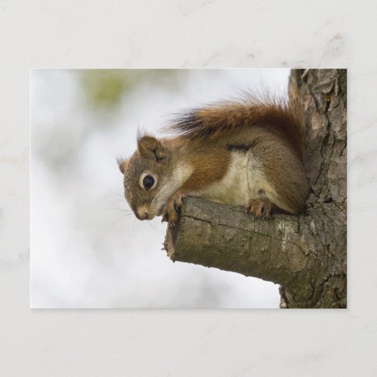 Carte Postale Bonjour Là-Bas (Devant)