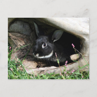 Carte Postale Bonjour lapin
