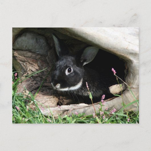 Carte Postale Bonjour lapin (Devant)