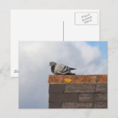 Carte Postale Bonjour Pigeon (Devant / Derrière)