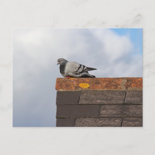 Carte Postale Bonjour Pigeon (Devant)